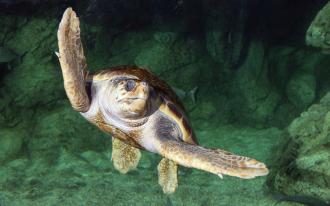 L’Odyssée des tortues marines