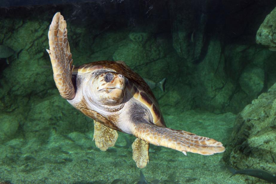 L’Odyssée des tortues marines