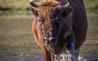 Réserve des Monts d’Azur :  Expérience sauvage en famille