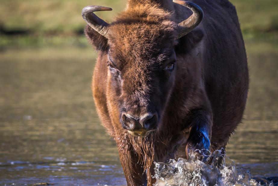 Réserve des Monts d’Azur :  Expérience sauvage en famille