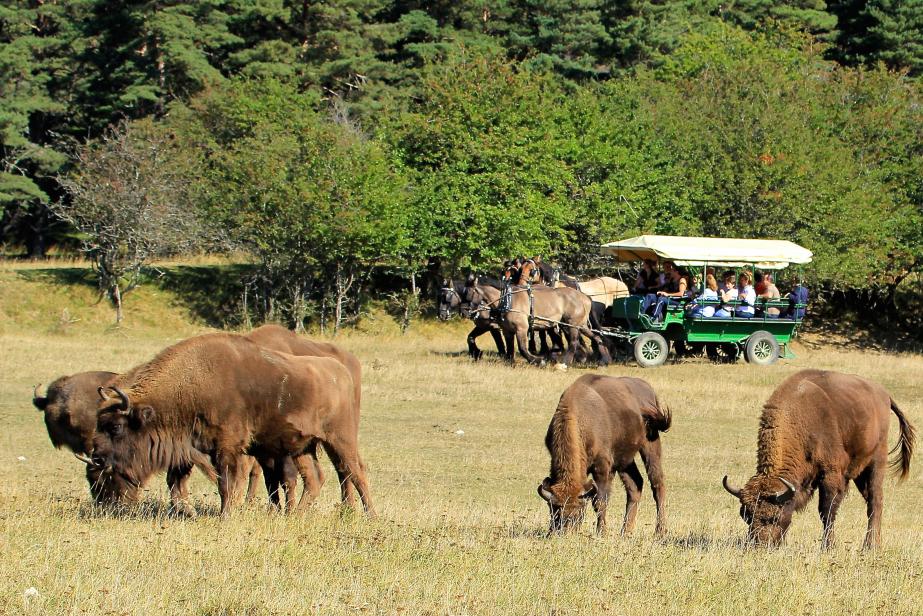 Voir les bisons à Thorenc
