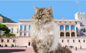 Les chats font les beaux...