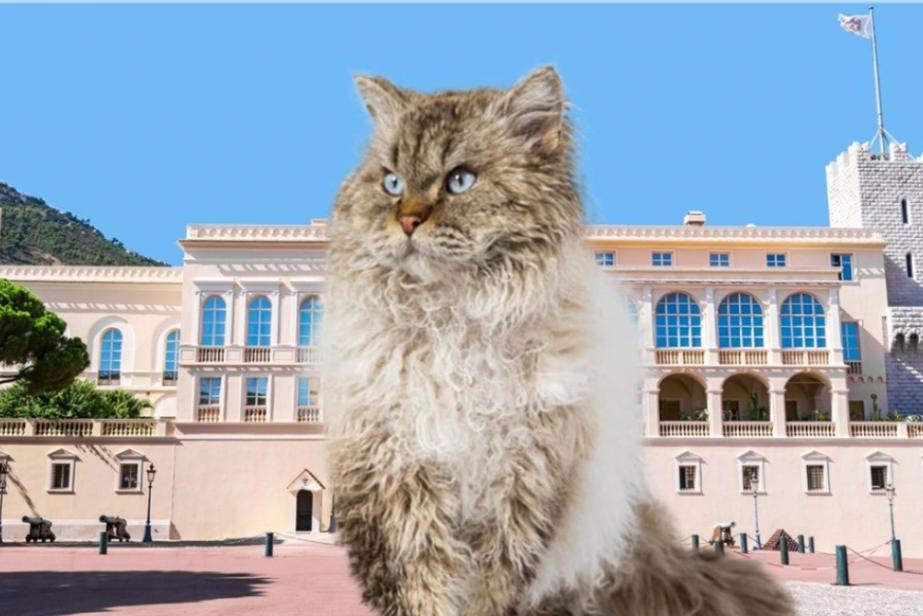 Les chats font les beaux...