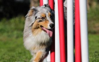 Salon des animaux de compagnie