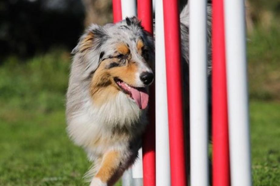 Salon des animaux de compagnie