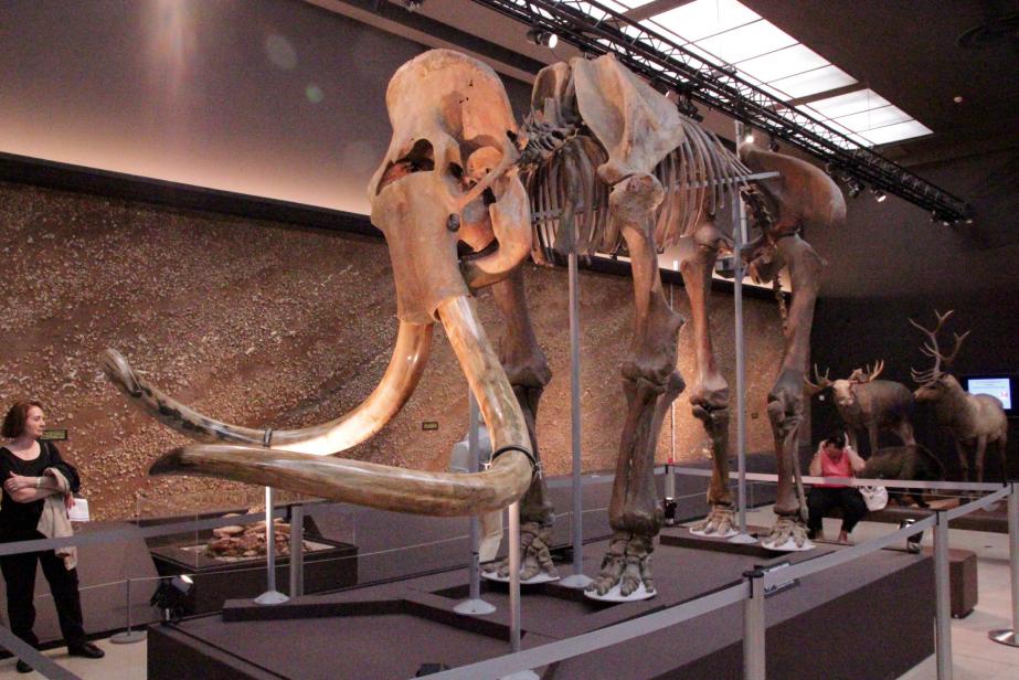 Conférence au musée