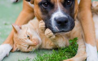 Tout sur les animaux de compagnie