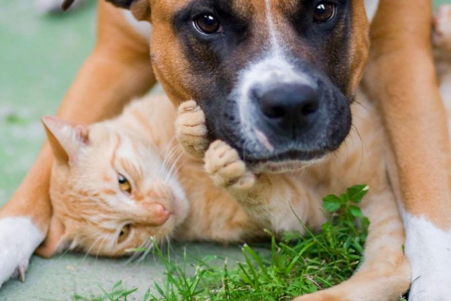Tout sur les animaux de compagnie
