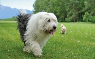 Les chiens tiennent salon