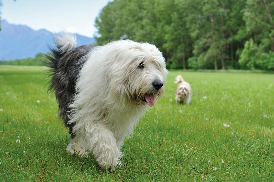 Les chiens tiennent salon