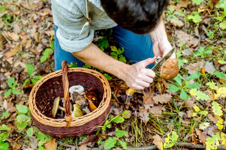 Champions, les champignons !