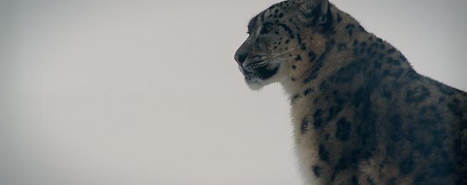 Gyamo, la panthère du Ladakh