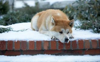 Hatchi