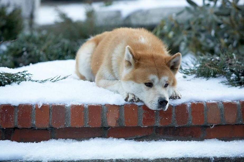 Hatchi