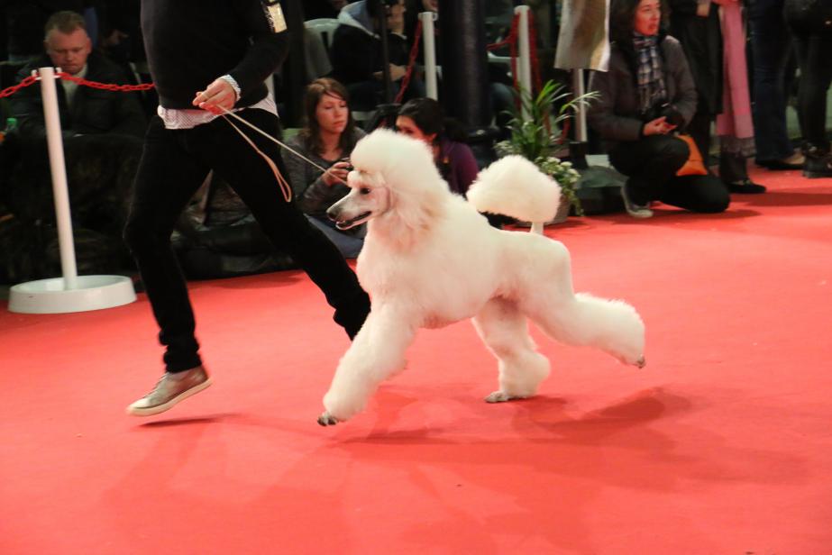 Chiens rois à Fontvieille
