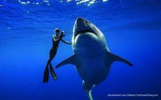La femme qui murmurait à l’oreille des requins