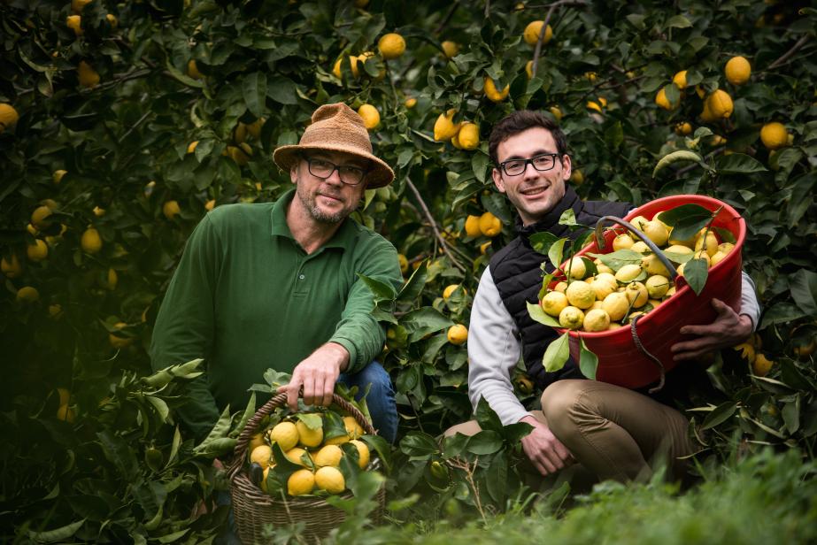 Tout sur le citron