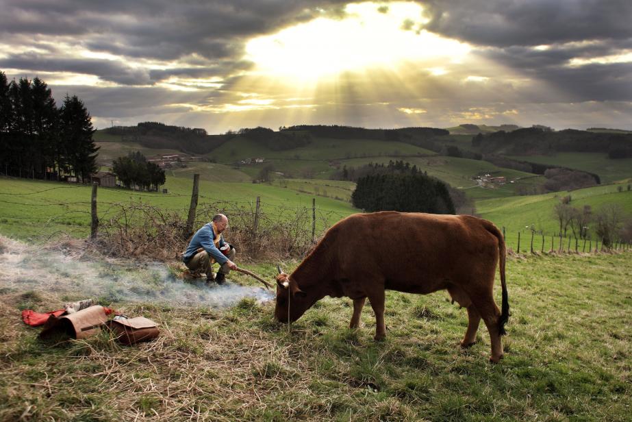 La vache