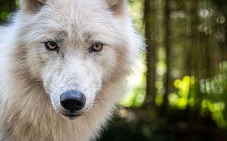 Découvrir les loups blancs du parc Alpha