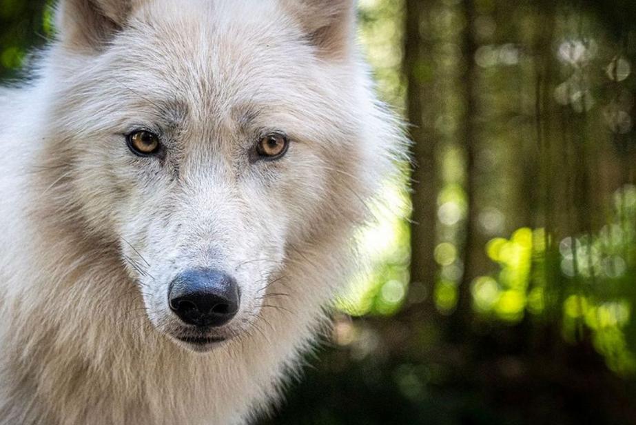 Découvrir les loups blancs du parc Alpha