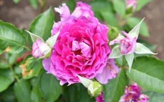 Les roses japonaises trustent les lauriers
