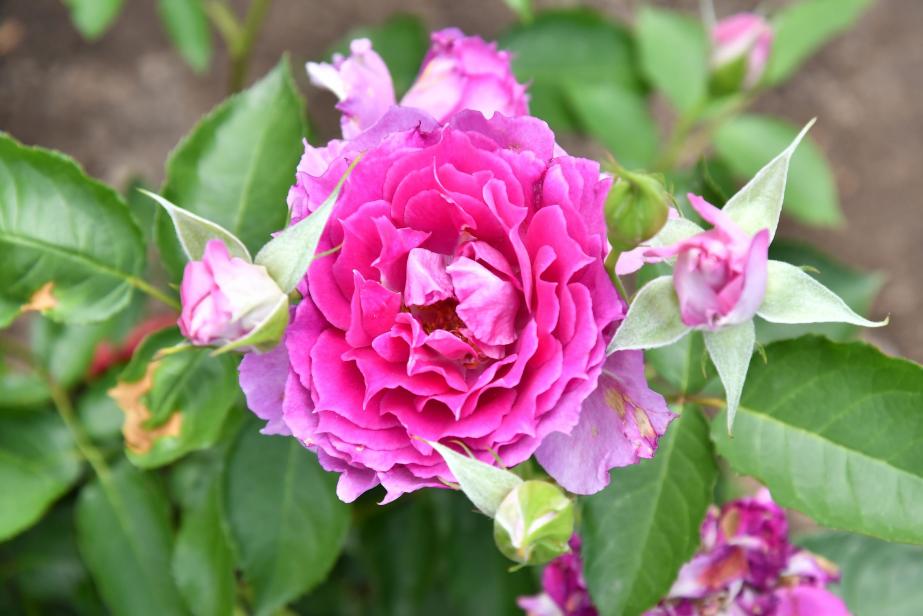 Les roses japonaises trustent les lauriers