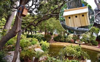 Des nichoirs dans les jardins de Monaco