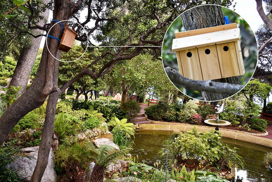 Des nichoirs dans les jardins de Monaco