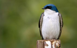 Le silence des oiseaux