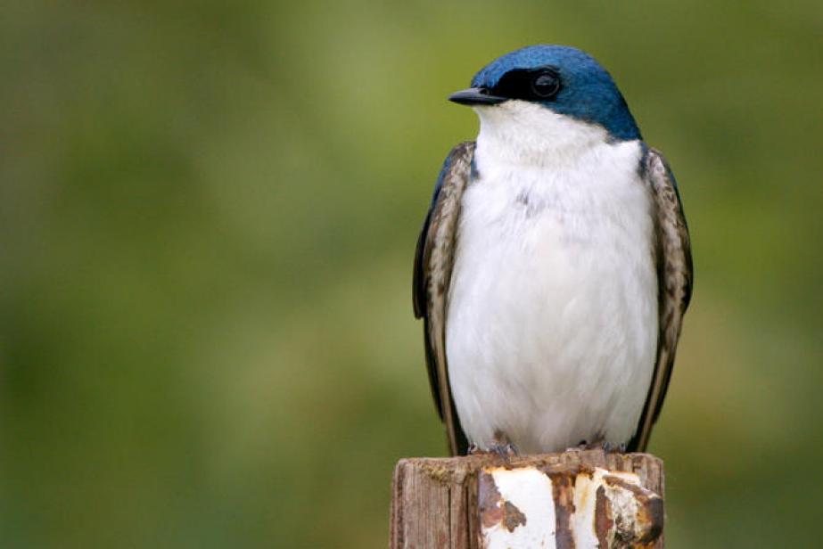 Le silence des oiseaux