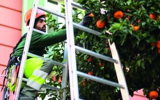 Oranges : à vos paniers !