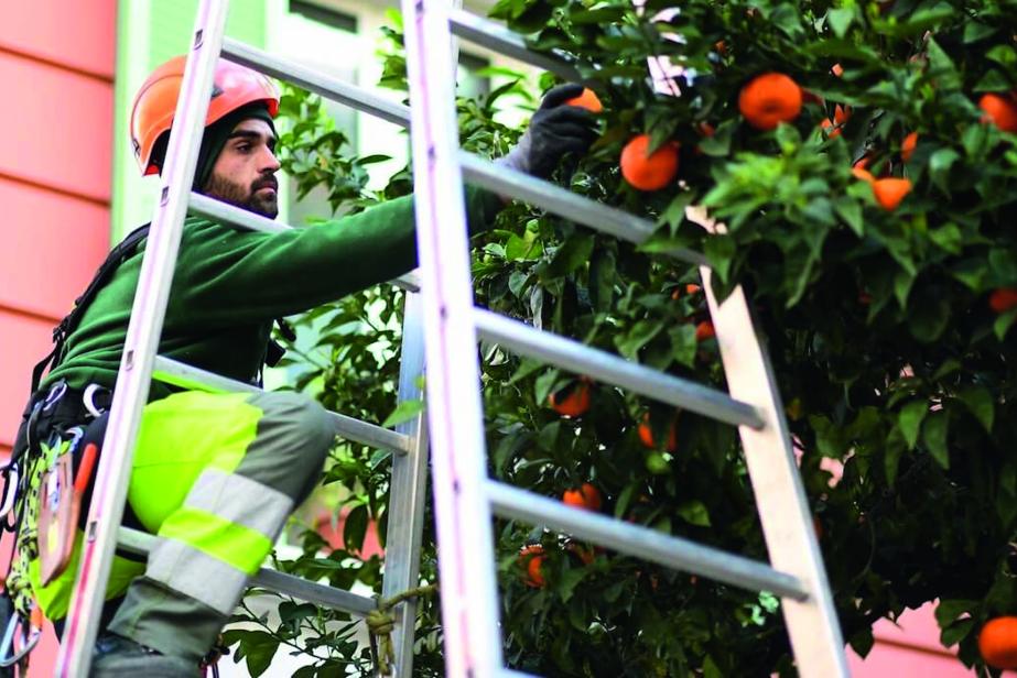 Oranges : à vos paniers !