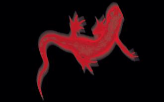 Salamandre