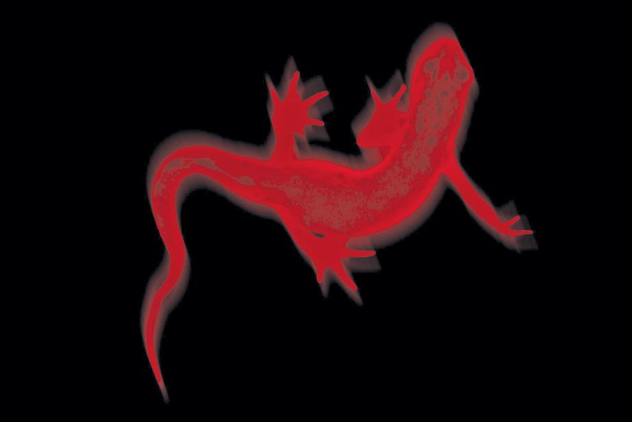 Salamandre