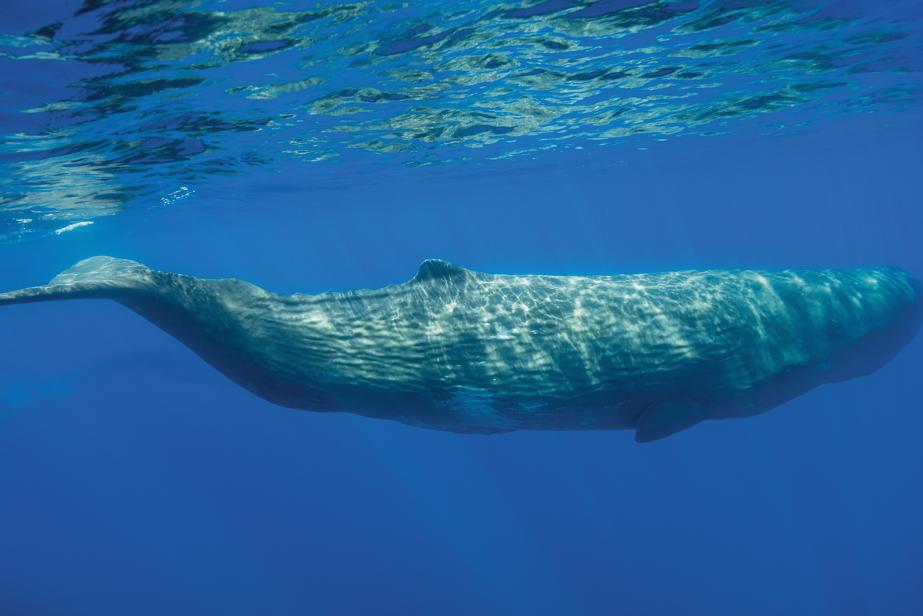 Sanctuaire Pelagos, Paradis des mammifères marins