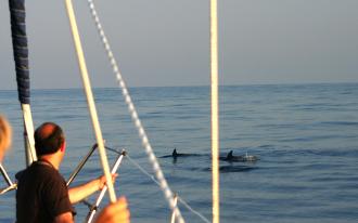 Une appli pour observer la faune marine