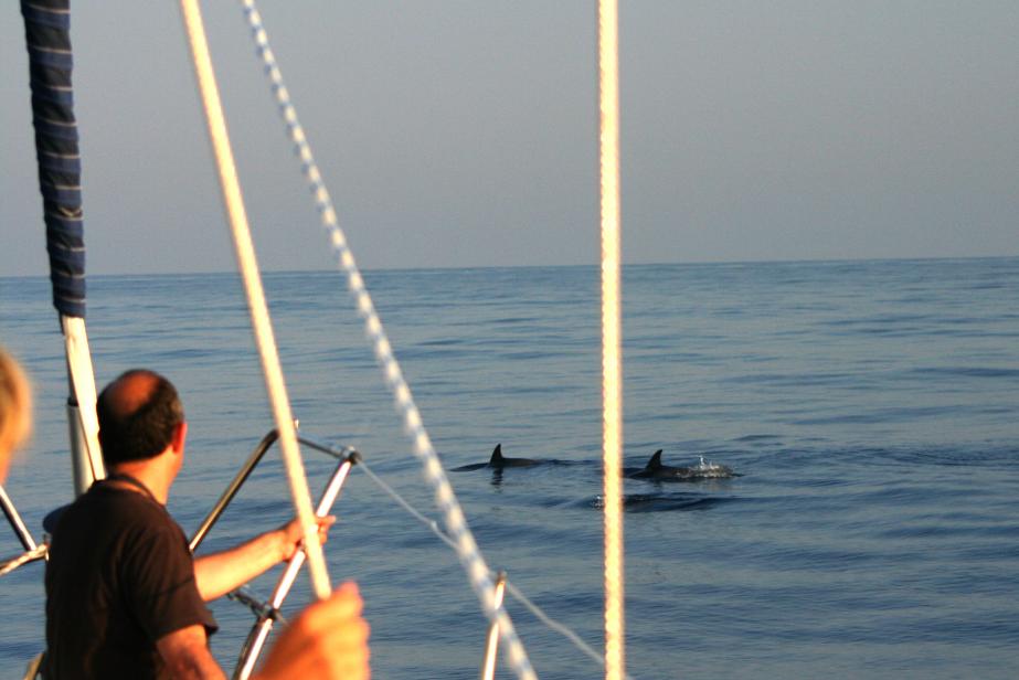 Une appli pour observer la faune marine