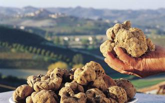 La truffe blanche star