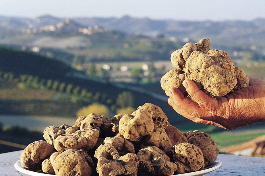 La truffe blanche star