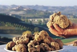 Truffe blanche au Clos Saint Pierre