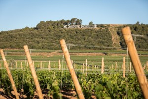 Journée des Vendanges à Sainte Roseline